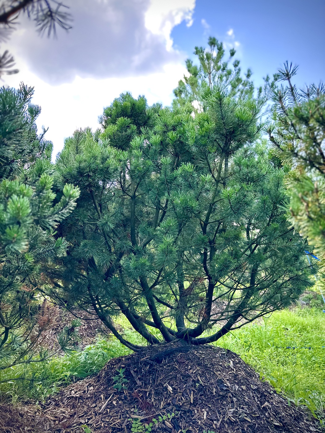 Сосна горная