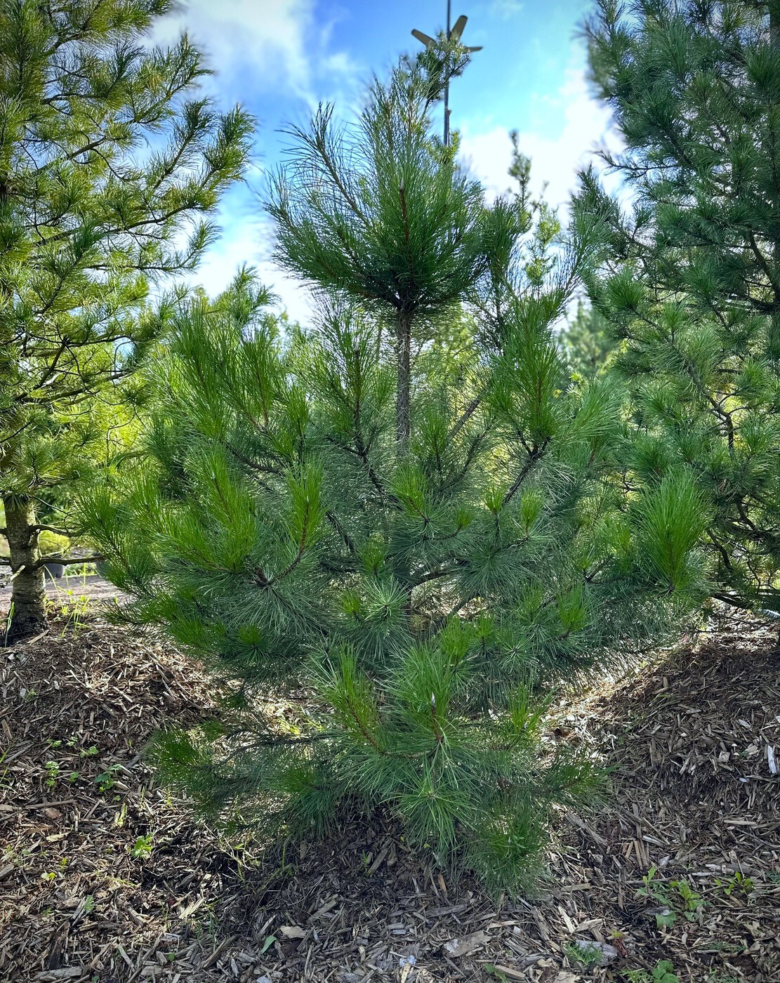 Сосна черная