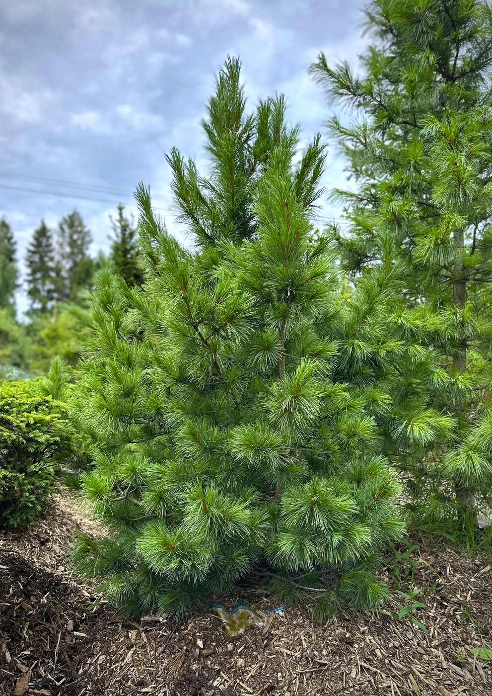 Сосна кедровая