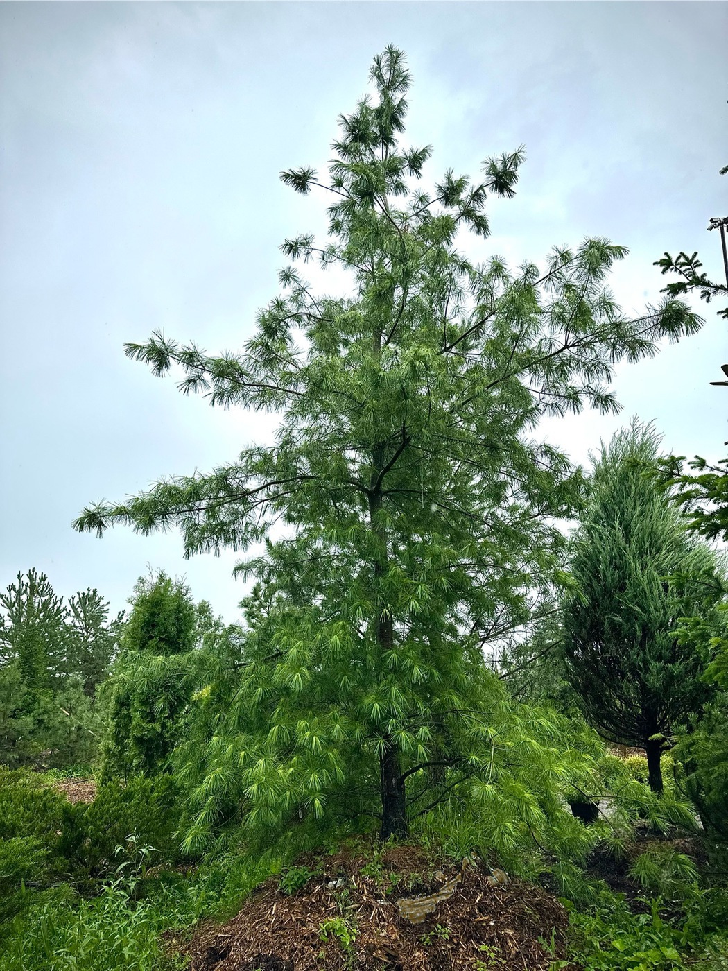 Сосна Веймутова