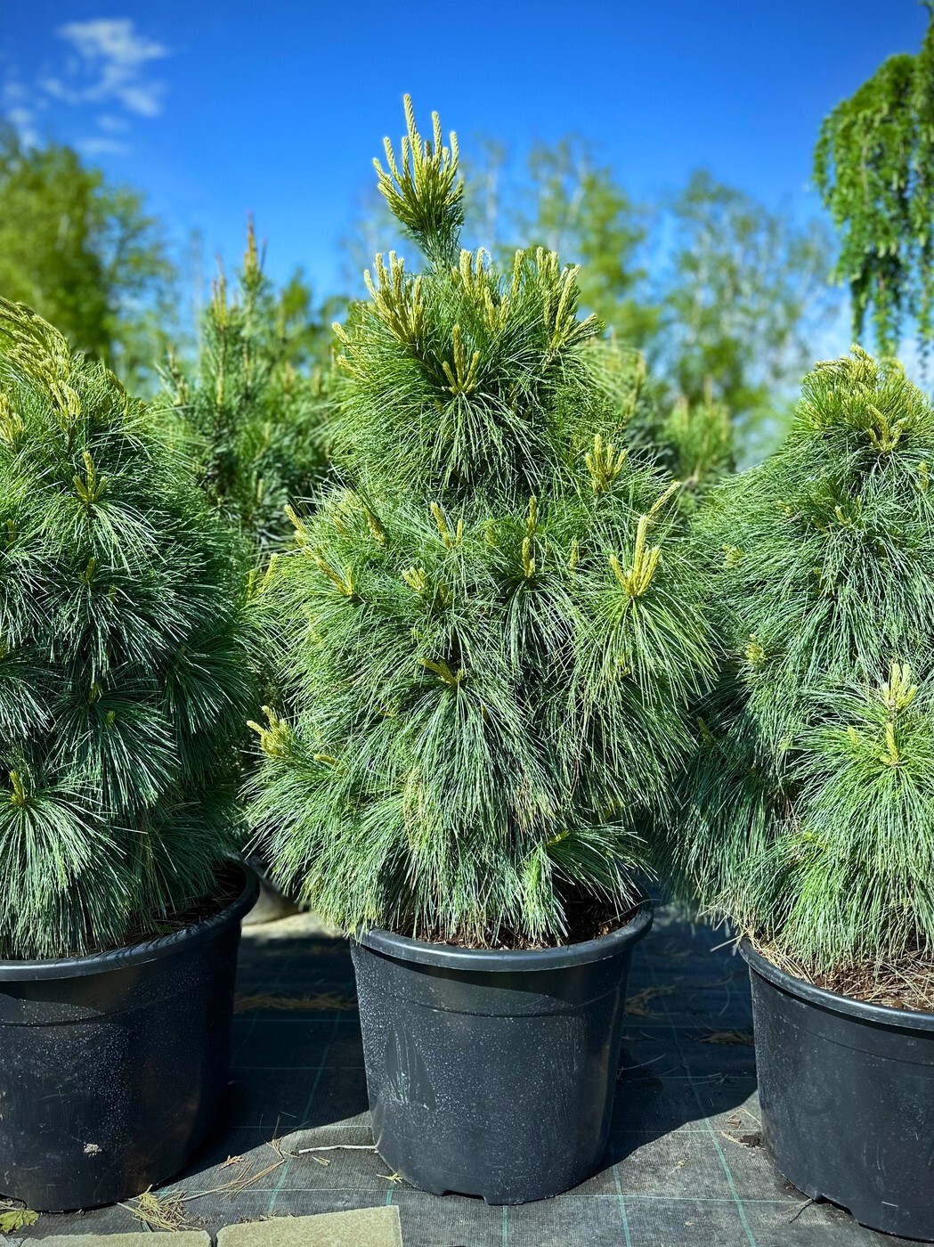 Сосна Шверина