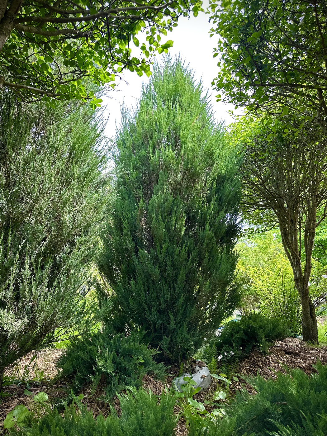 Можжевельник скальный