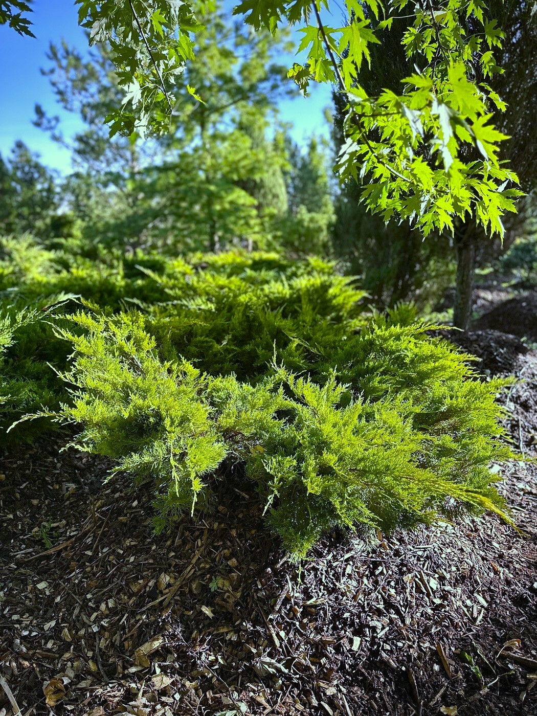 Можжевельник Пфитцериана