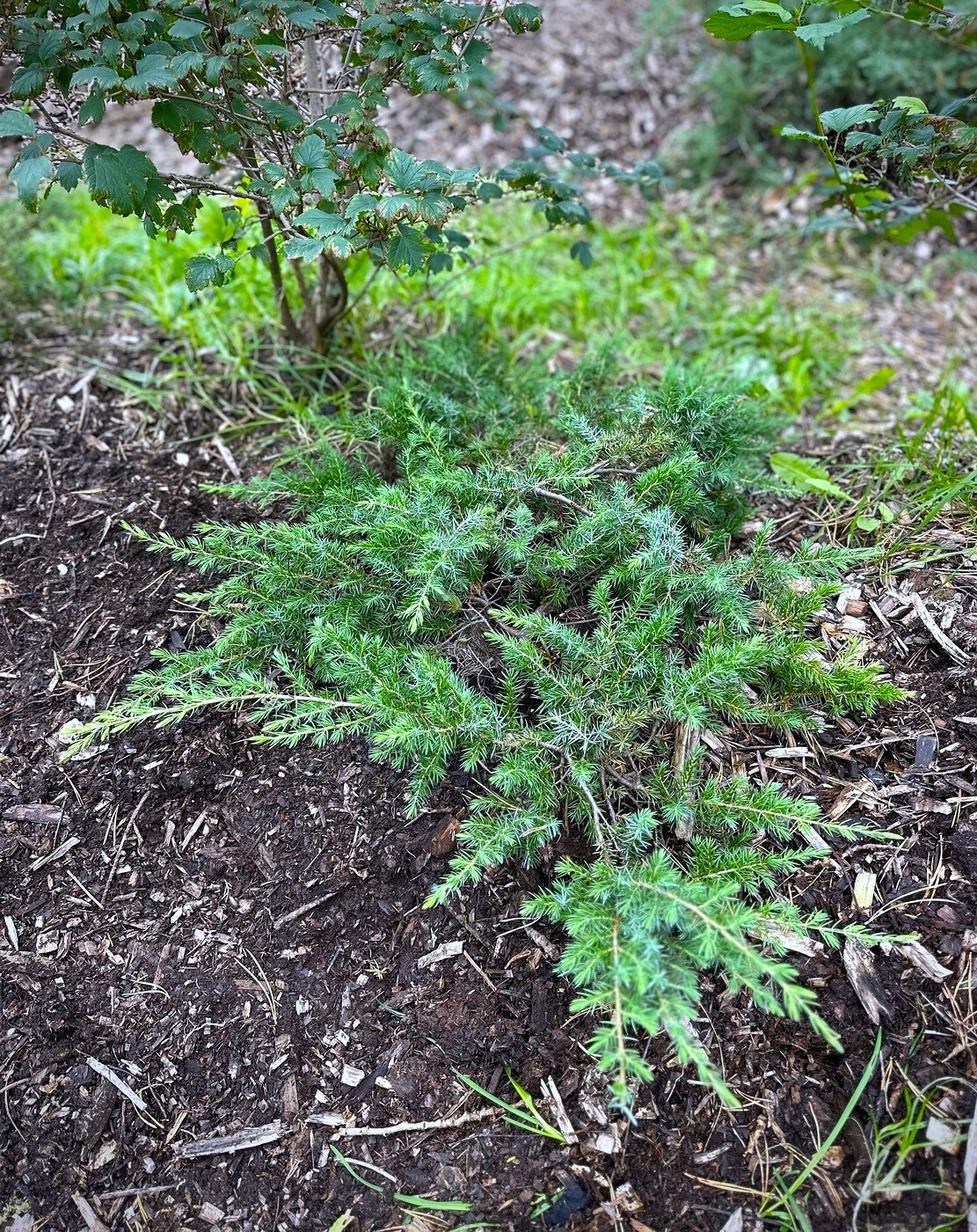 Можжевельник прибрежный