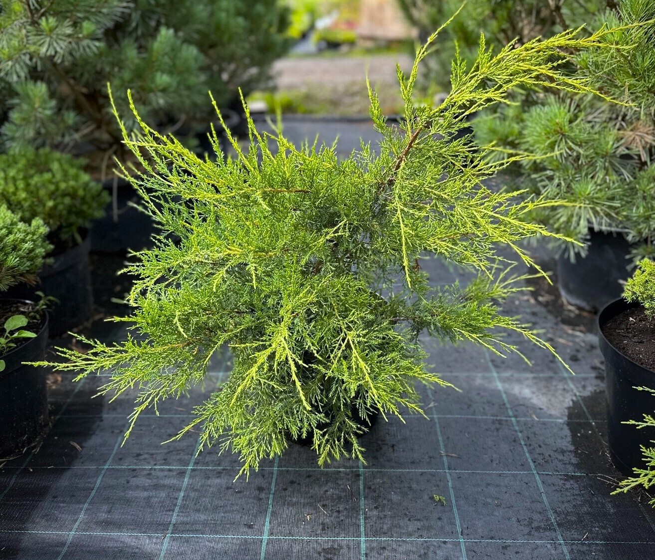 Можжевельник китайский