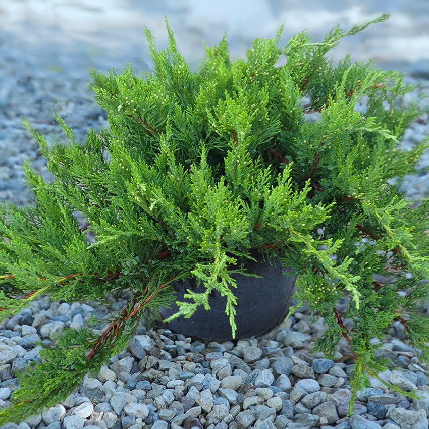 Можжевельник казацкий