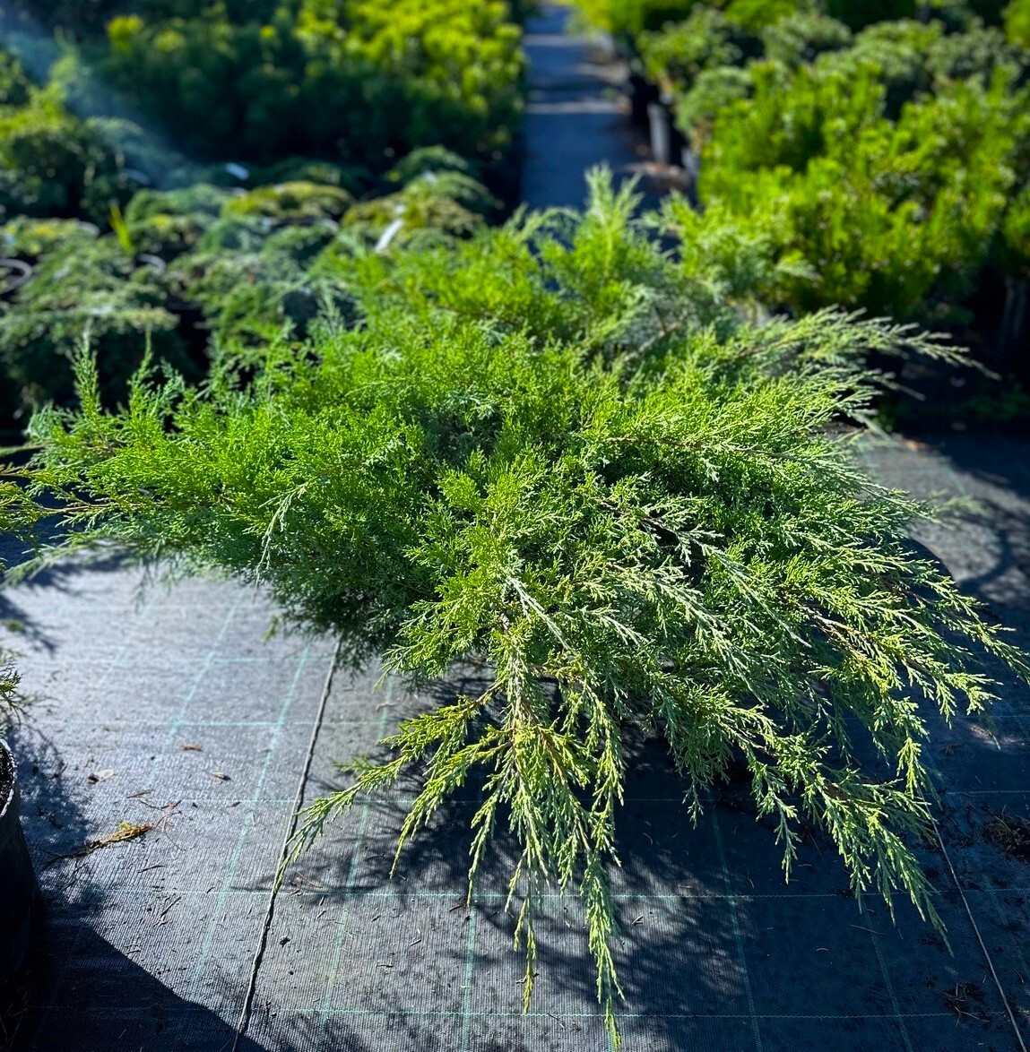 Можжевельник виргинский