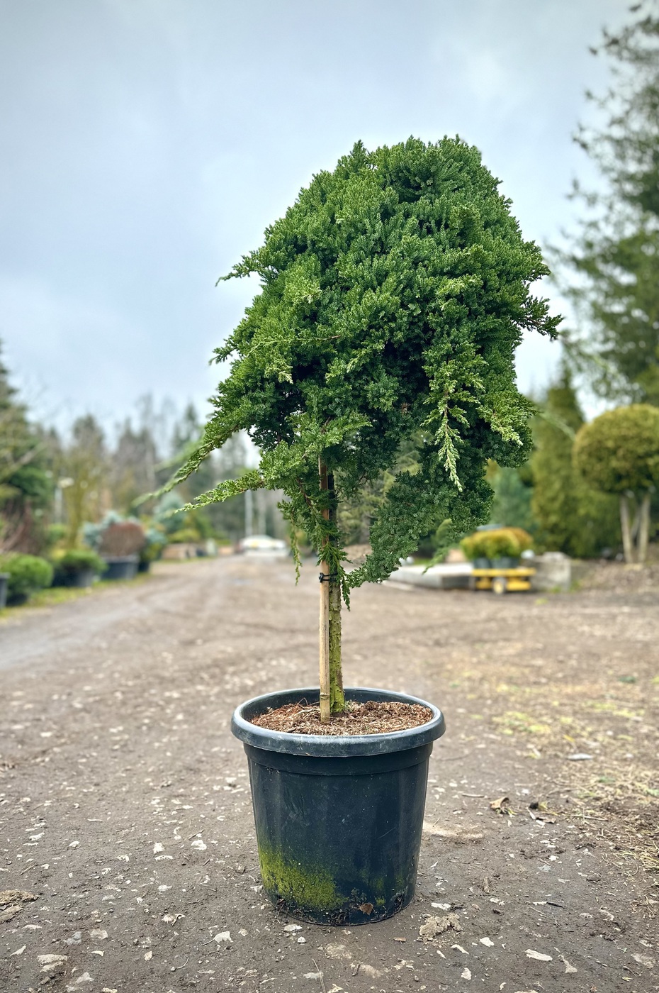 Можжевельник лежачий