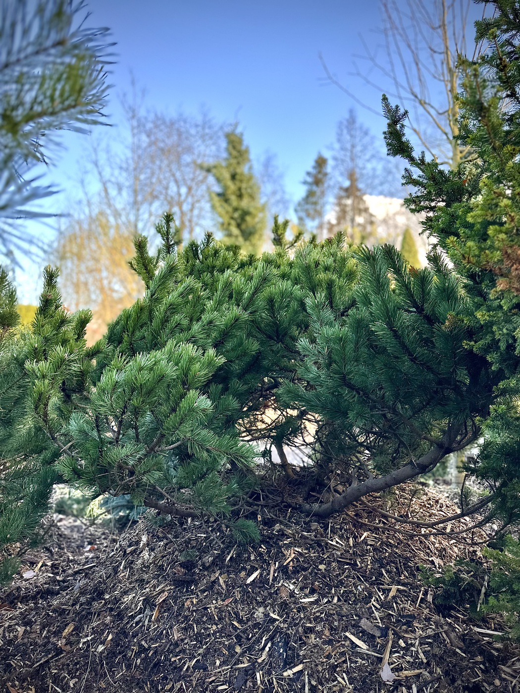 Сосна видовая горная