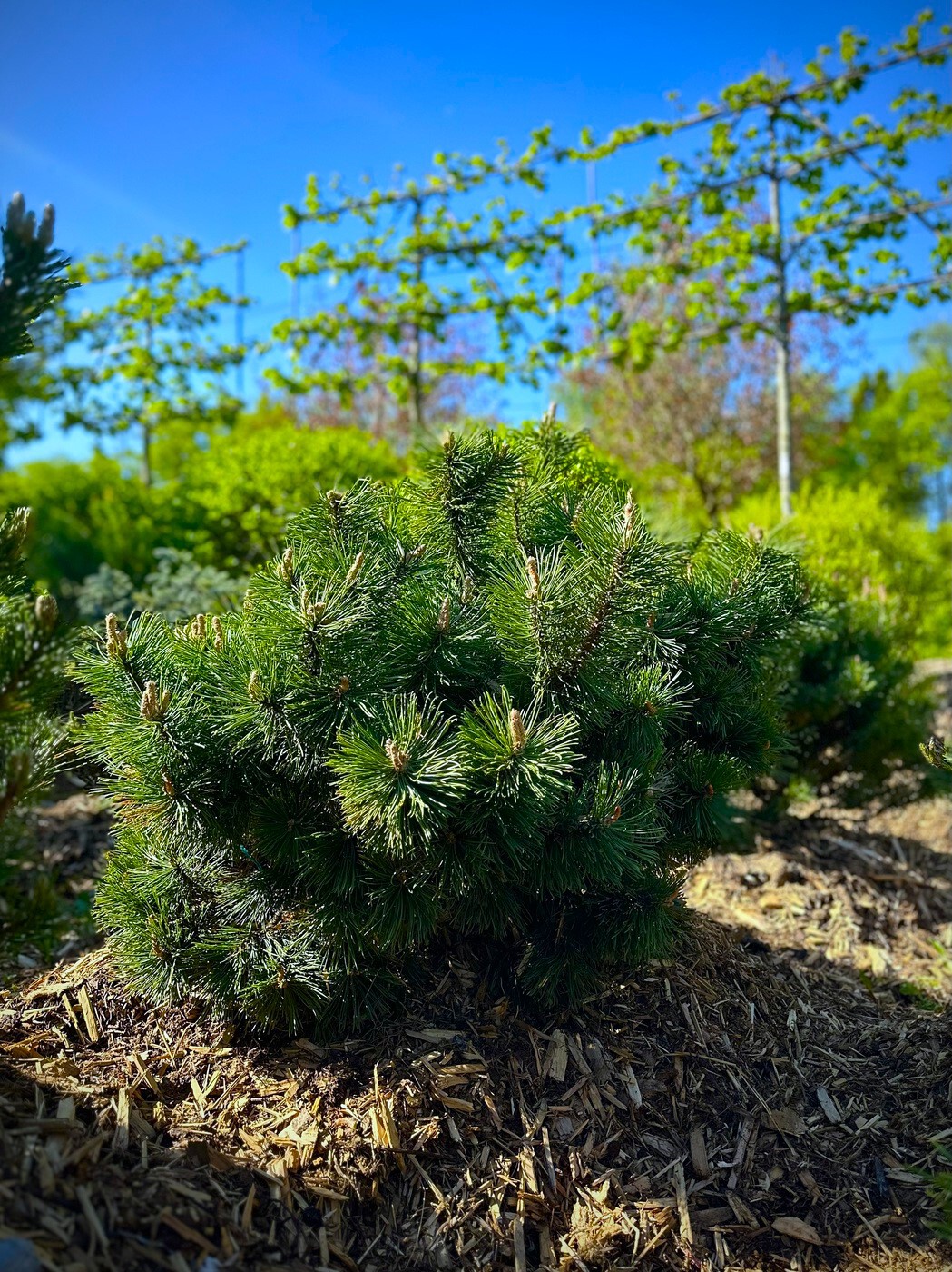 Сосна Мугус (Mughus) горная