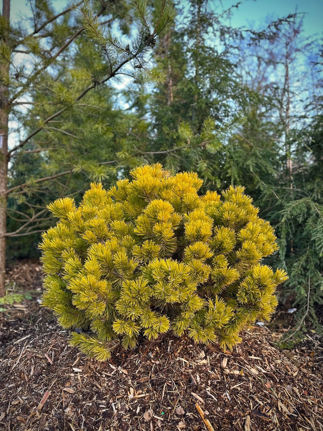 Сосна Винтер Голд (Winter Gold) горная