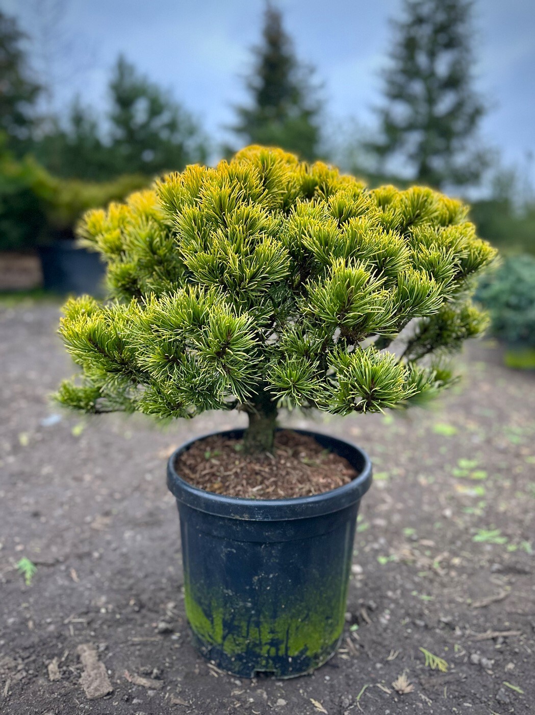 Сосна Карстен (Carsten) горная