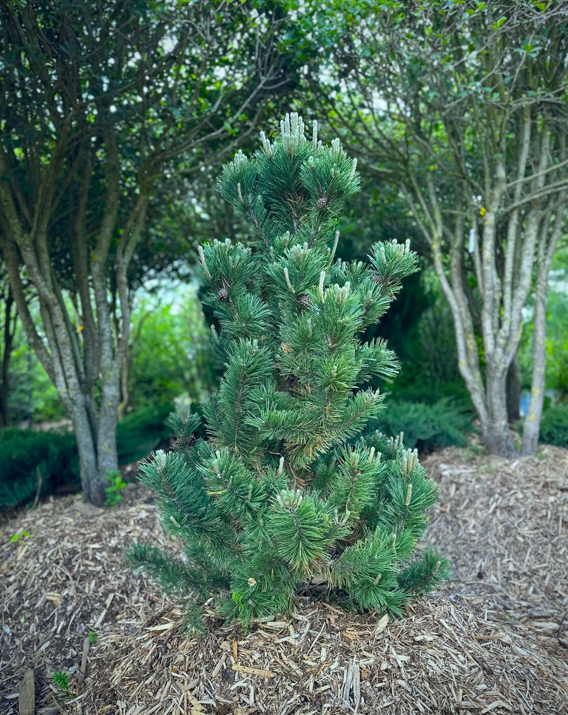 Сосна Гном (Gnom) горная