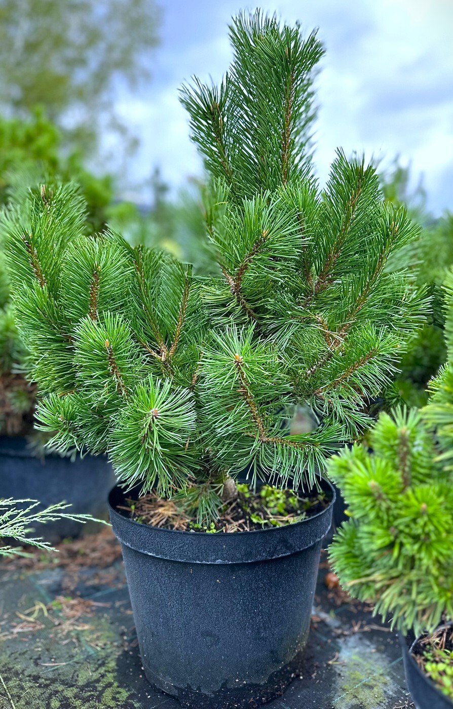 Сосна Мумпитц (Mumpitz) горная