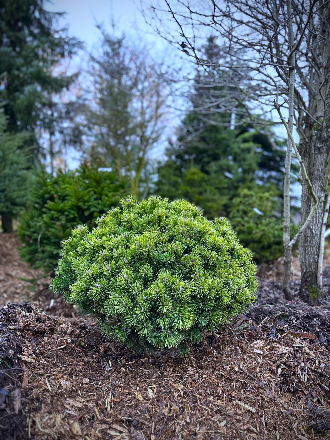 Сосна Мопс (Mops) горная