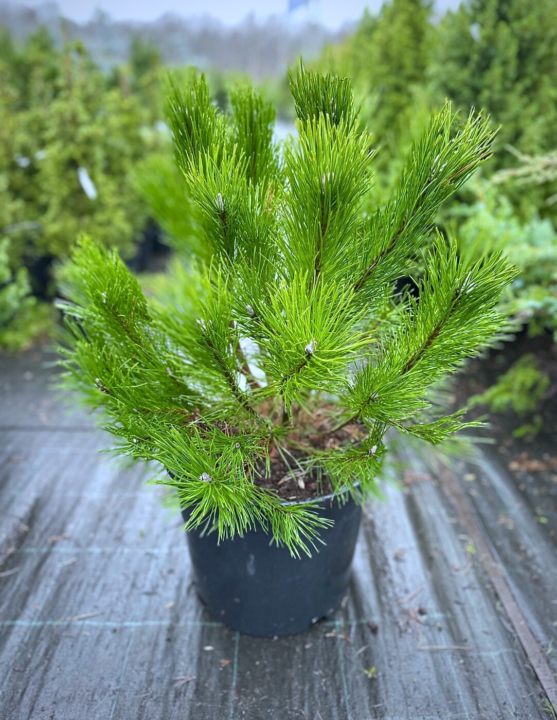 Сосна Унцината (Uncinata) горная