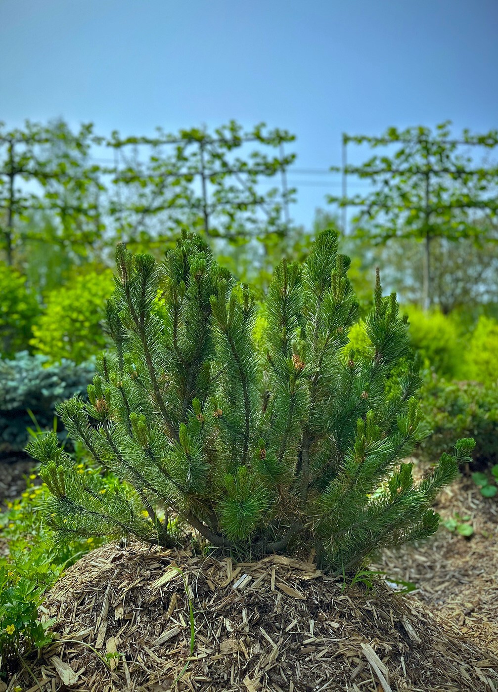 Сосна Пумилио (Pumilio) горная