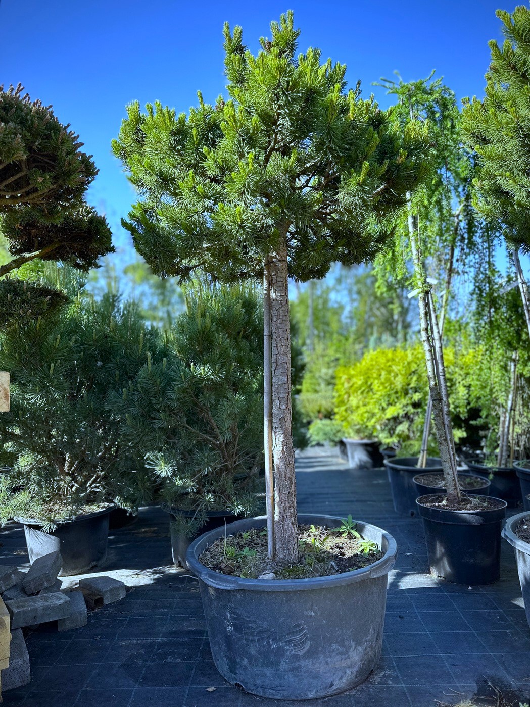 Сосна Офир (Ophir) горная