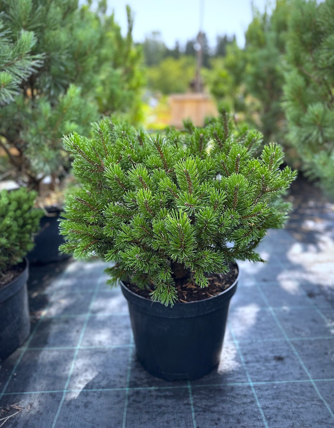 Сосна Клостер Грюн (Kloster Grun) горная