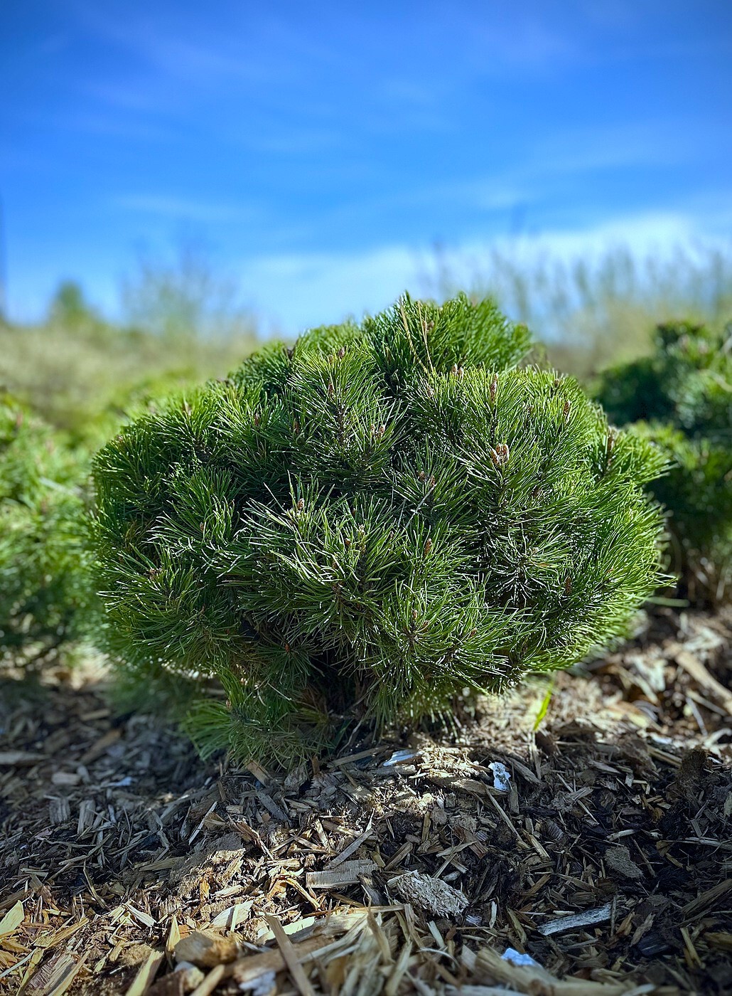 Сосна Хайдеперле (Heideperle) горная