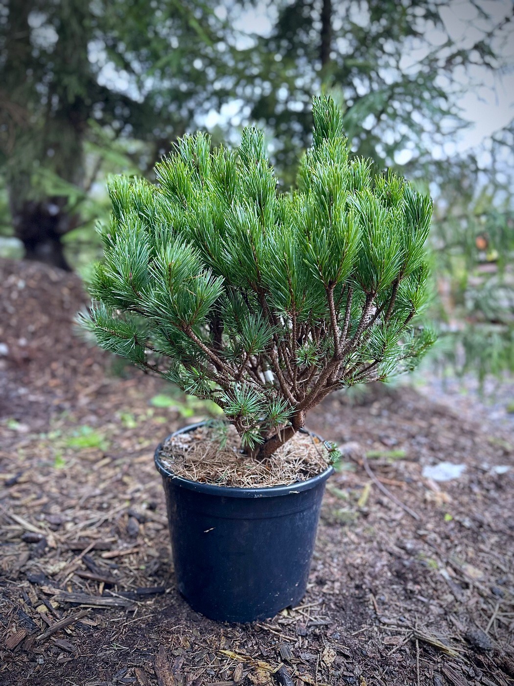 Сосна Ватерери (Waterari) обыкновенная