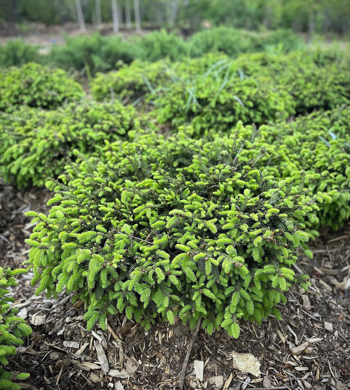 Ель Карэл (Karel) сербская