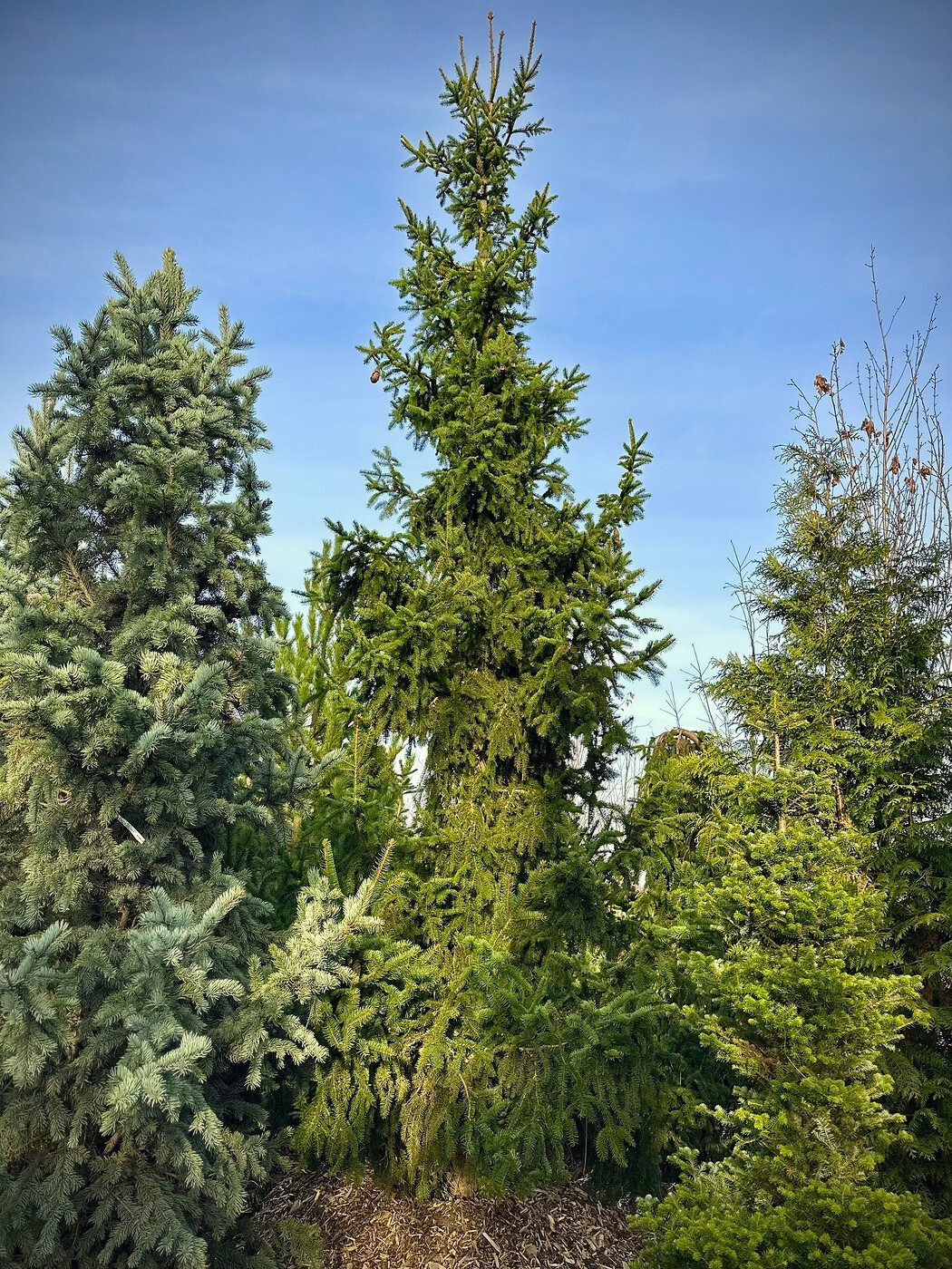 Ель Ауреа (Aurea) сербская