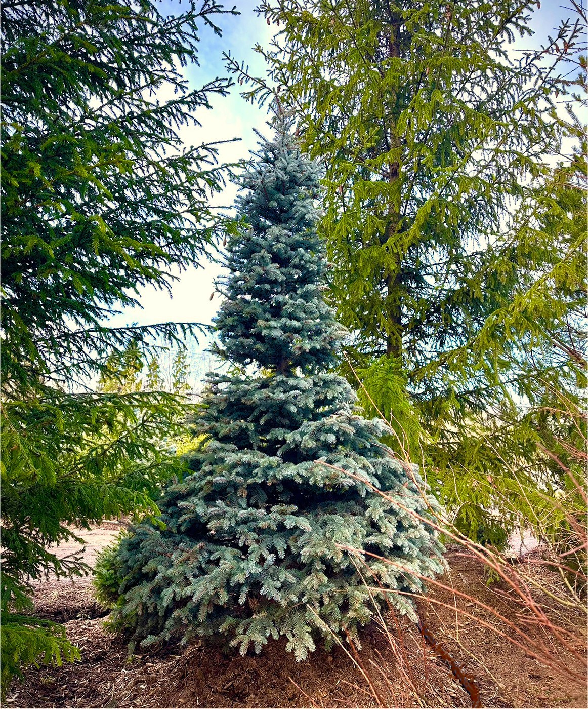 Ель Глаука (Glauca) колючая