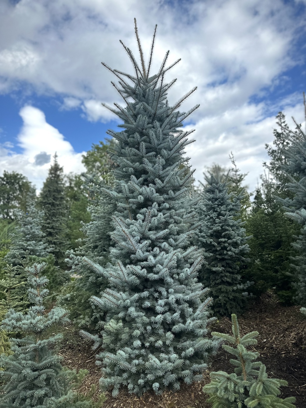 Ель Блю Даймонд (Blue Diamond) колючая