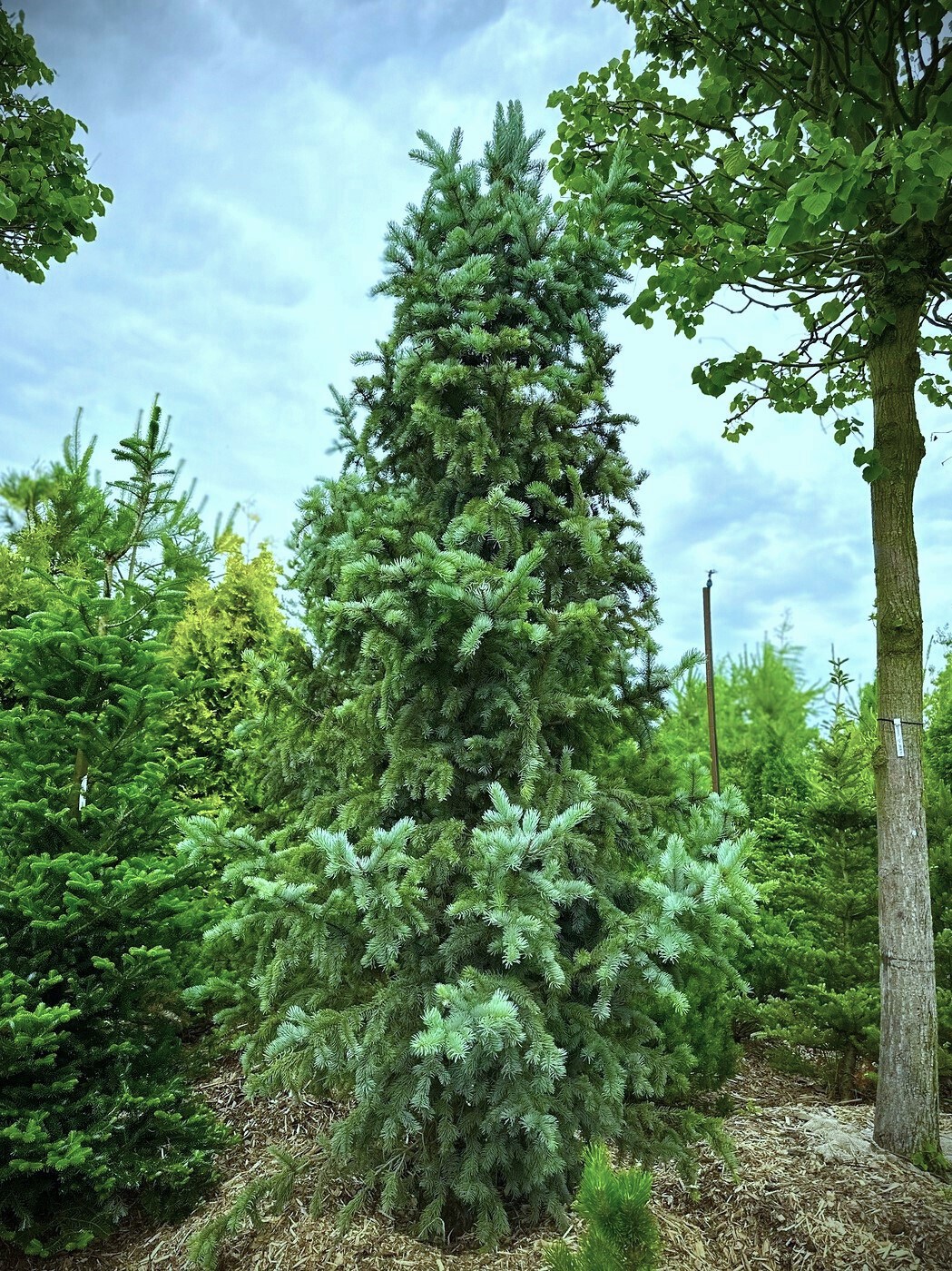 Ель Изели Фастигиата (Iseli Fastigiata) колючая