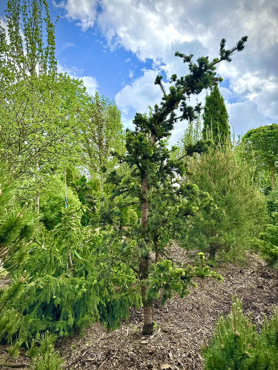 Ель Лаки Страйк (Lucky Strike) колючая