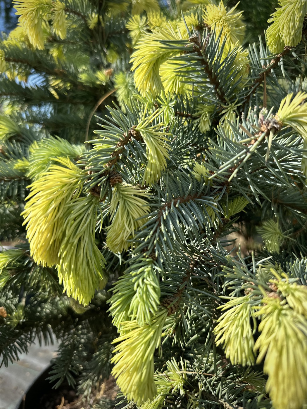 Ель Белобок (Bialobok) колючая