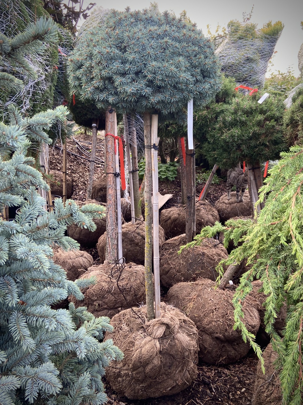 Ель Блю Перл (Blue Pearl) колючая