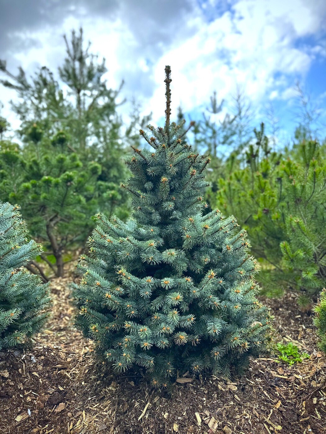 Ель Супер Блю Сидлинг (Super Blue Seedling) колючая