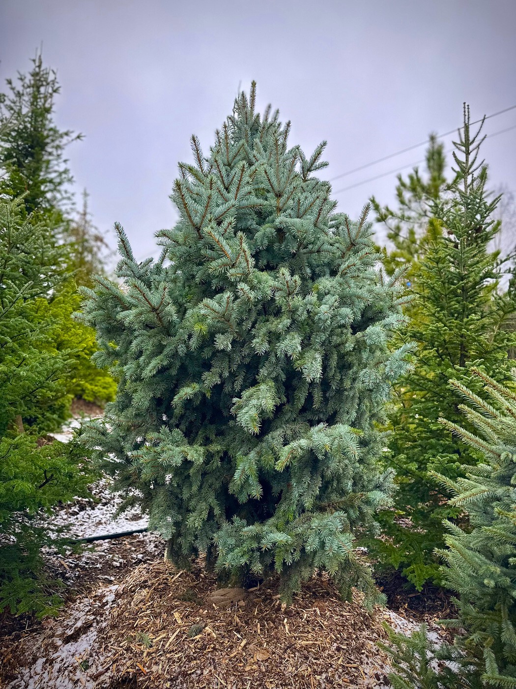 Ель Ретрофлекса (Retroflexa) колючая