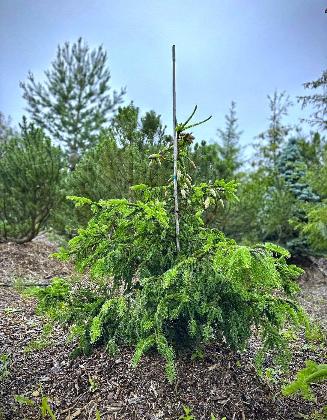 Ель Акрокона (Acrocona) обыкновенная