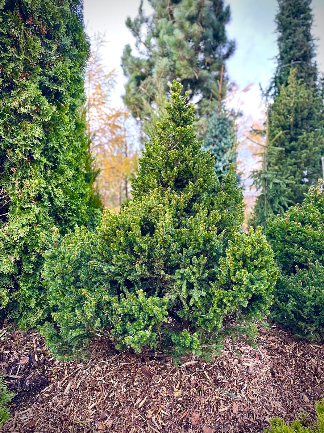 Ель Вилс Зверг (Will's Zwerg) обыкновенная