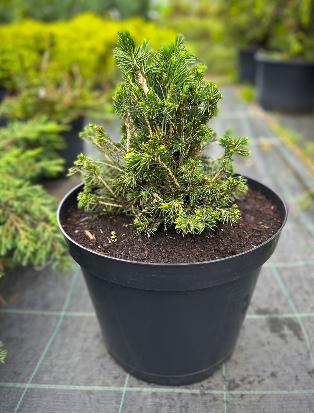 Ель Томпа (Tompa) обыкновенная