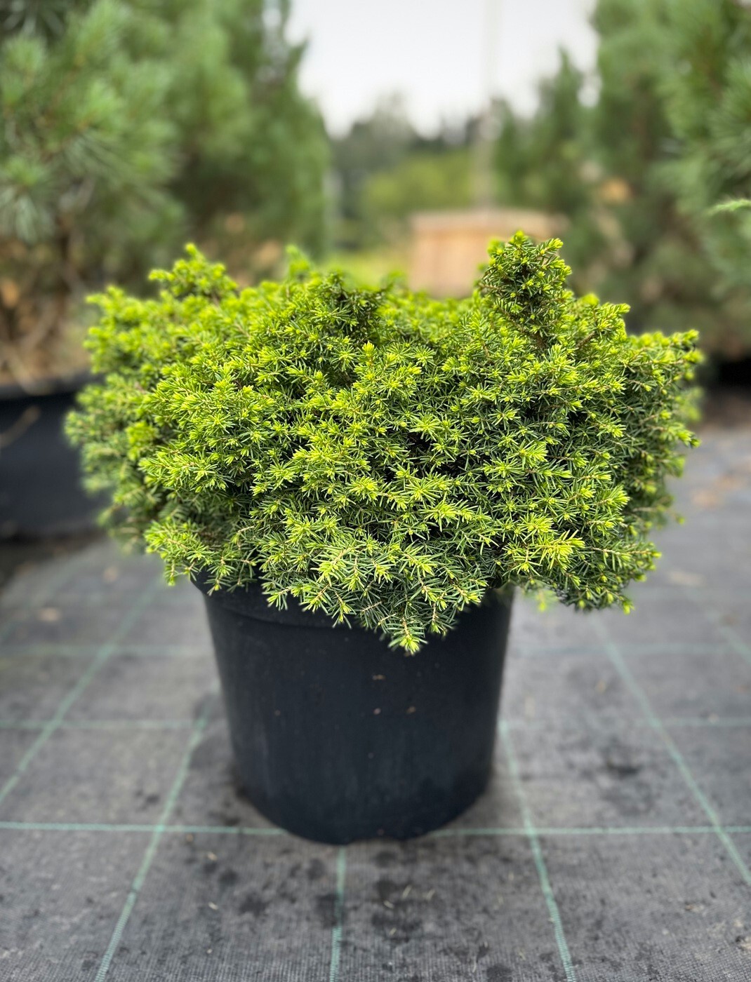 Ель Литтл Джем (Little Gem) обыкновенная