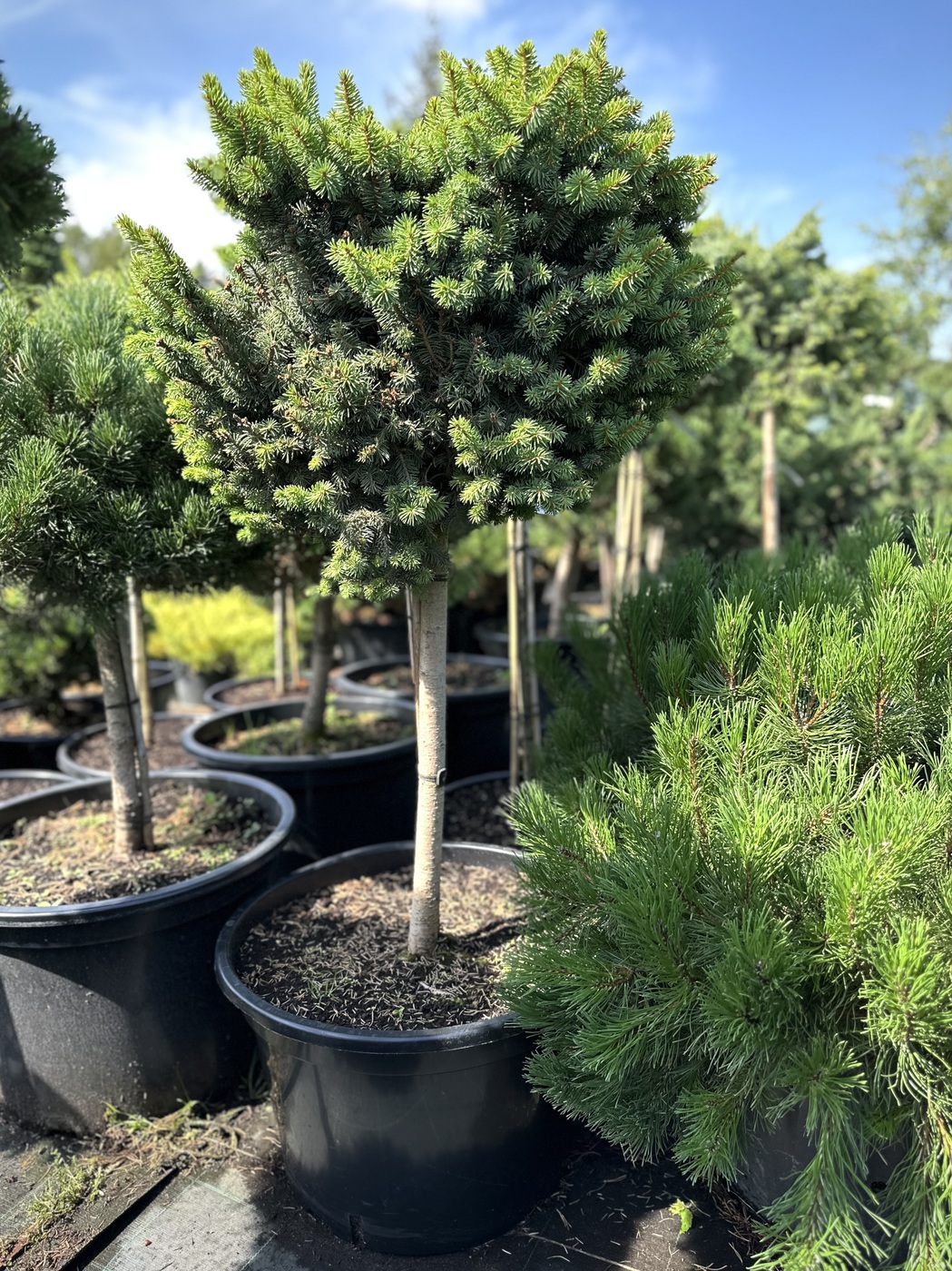 Ель Зиллерталь (Zillertal) обыкновенная