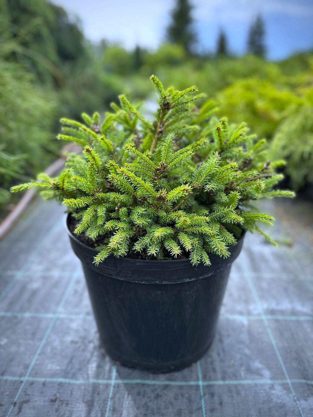 Ель Олендорфи (Ohlendorffii) обыкновенная