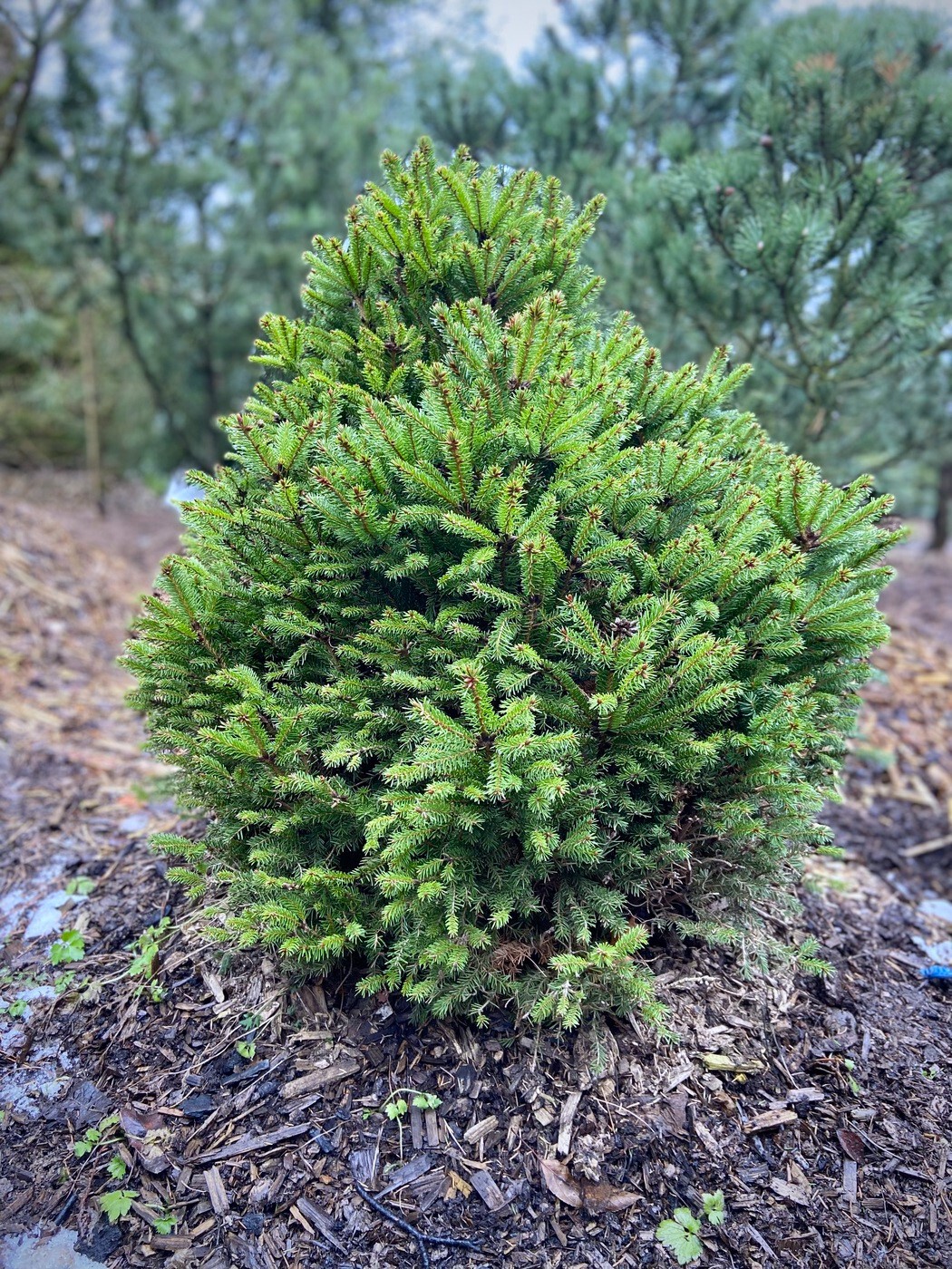 Ель Пигмея (Pygmaea) обыкновенная