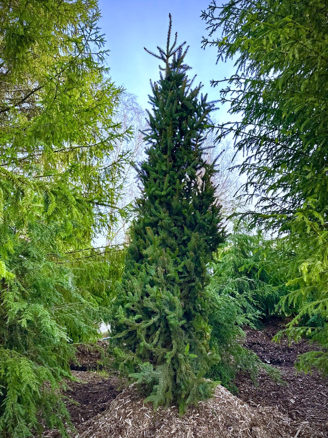 Ель Купрессина (Cupressina) обыкновенная