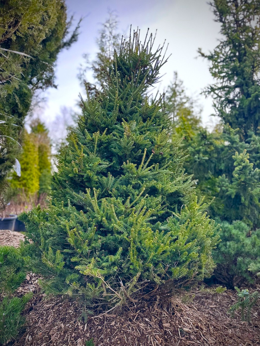 Ель Компакта (Compacta) обыкновенная