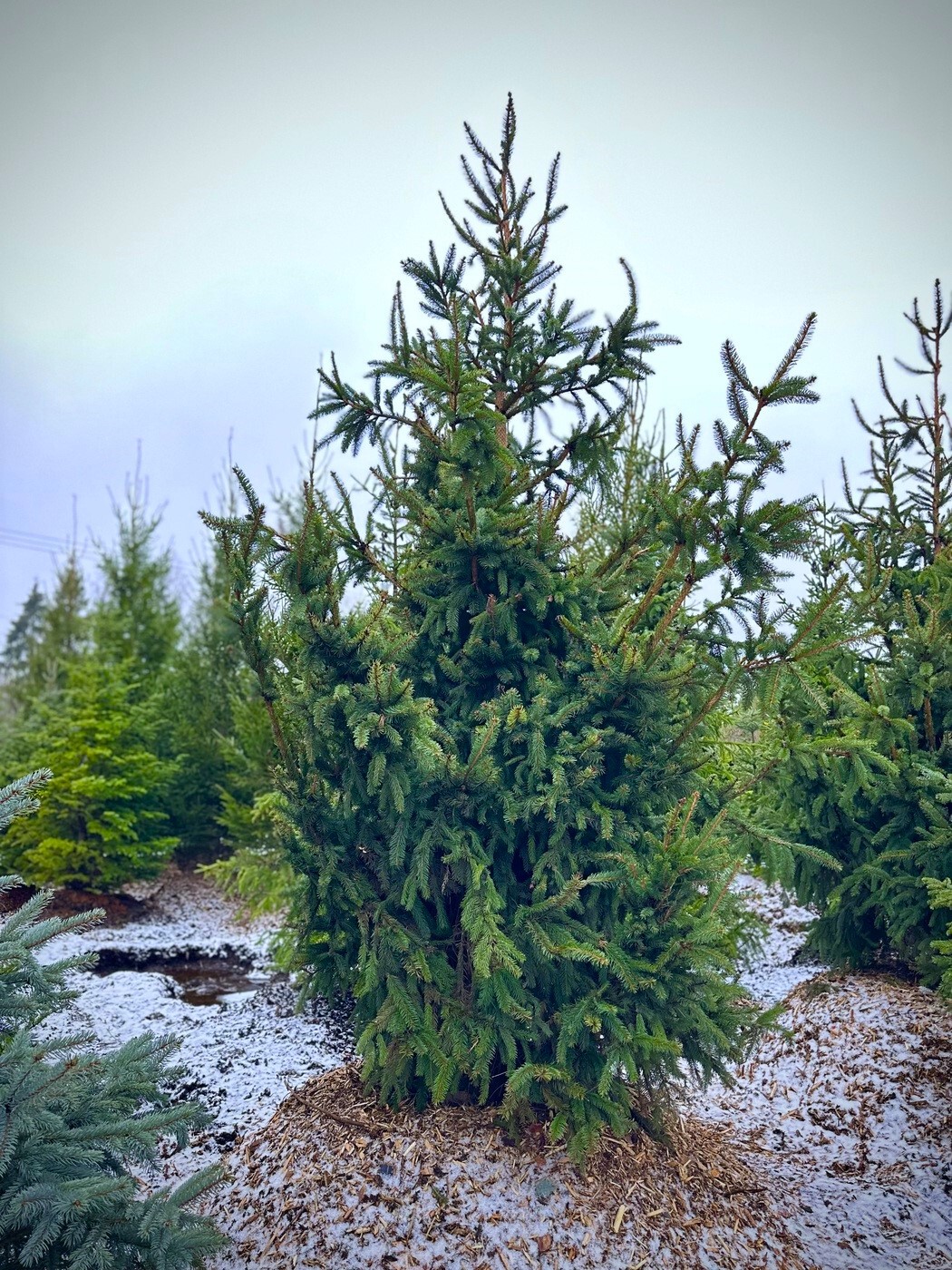 Ель Ауреа (Aurea) обыкновенная