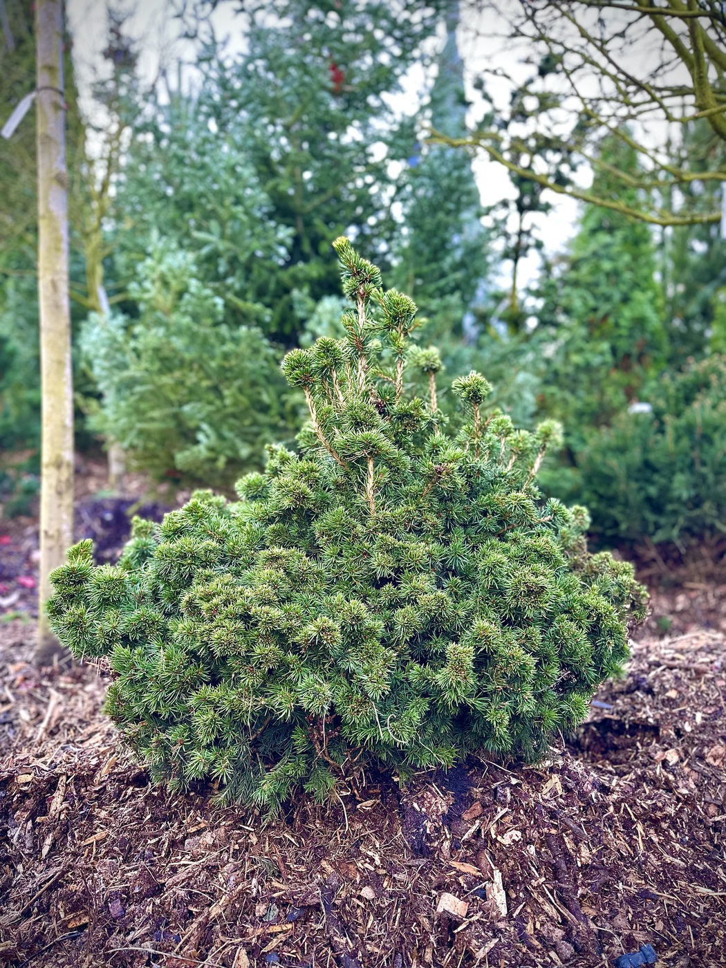 Ель Максвелли (Maxwellii) обыкновенная