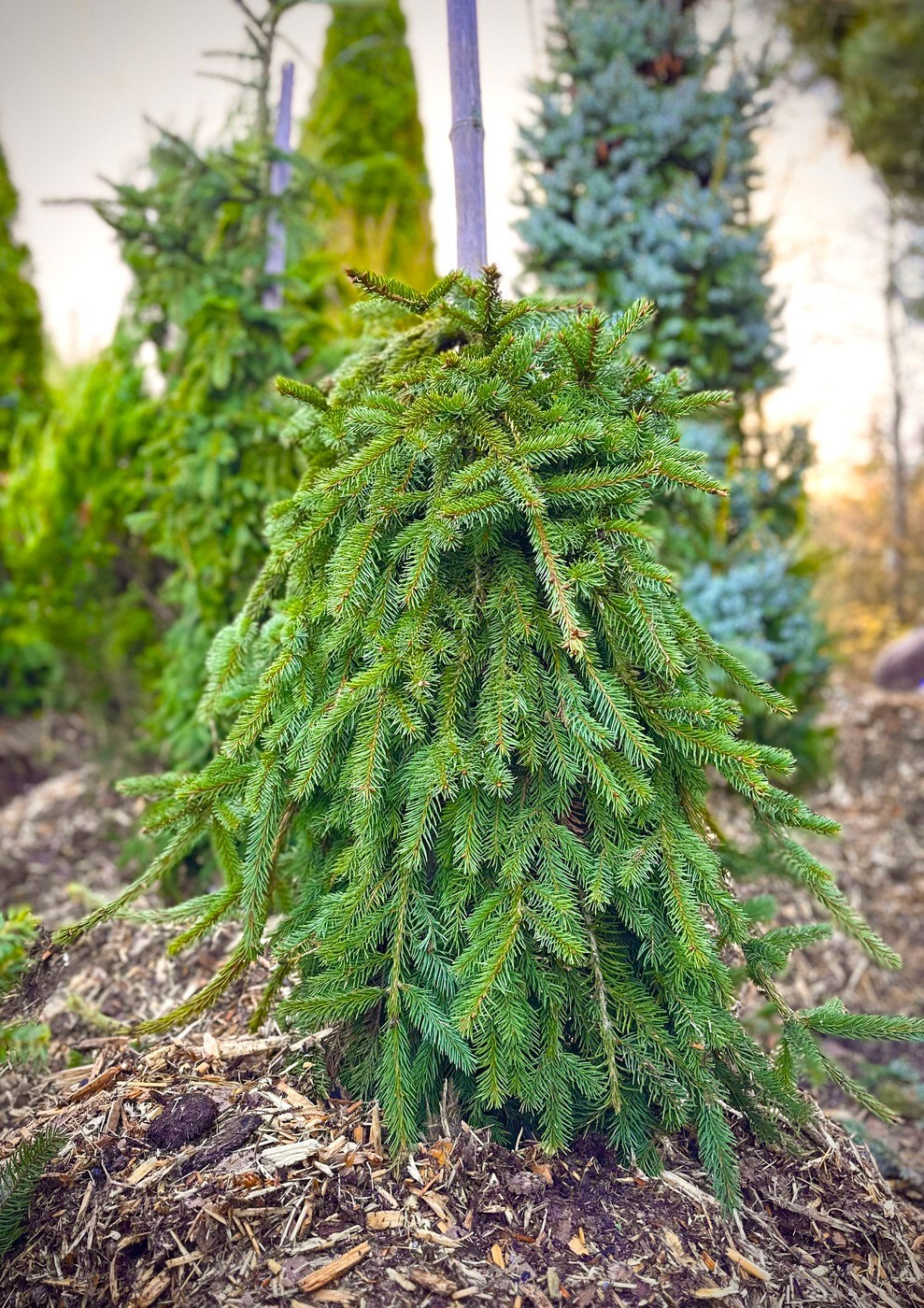 Ель Форманек (Formanek) обыкновенная