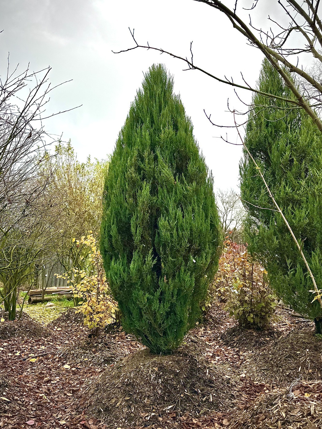 Можжевельник Блю Эрроу (Blue Arrow) скальный