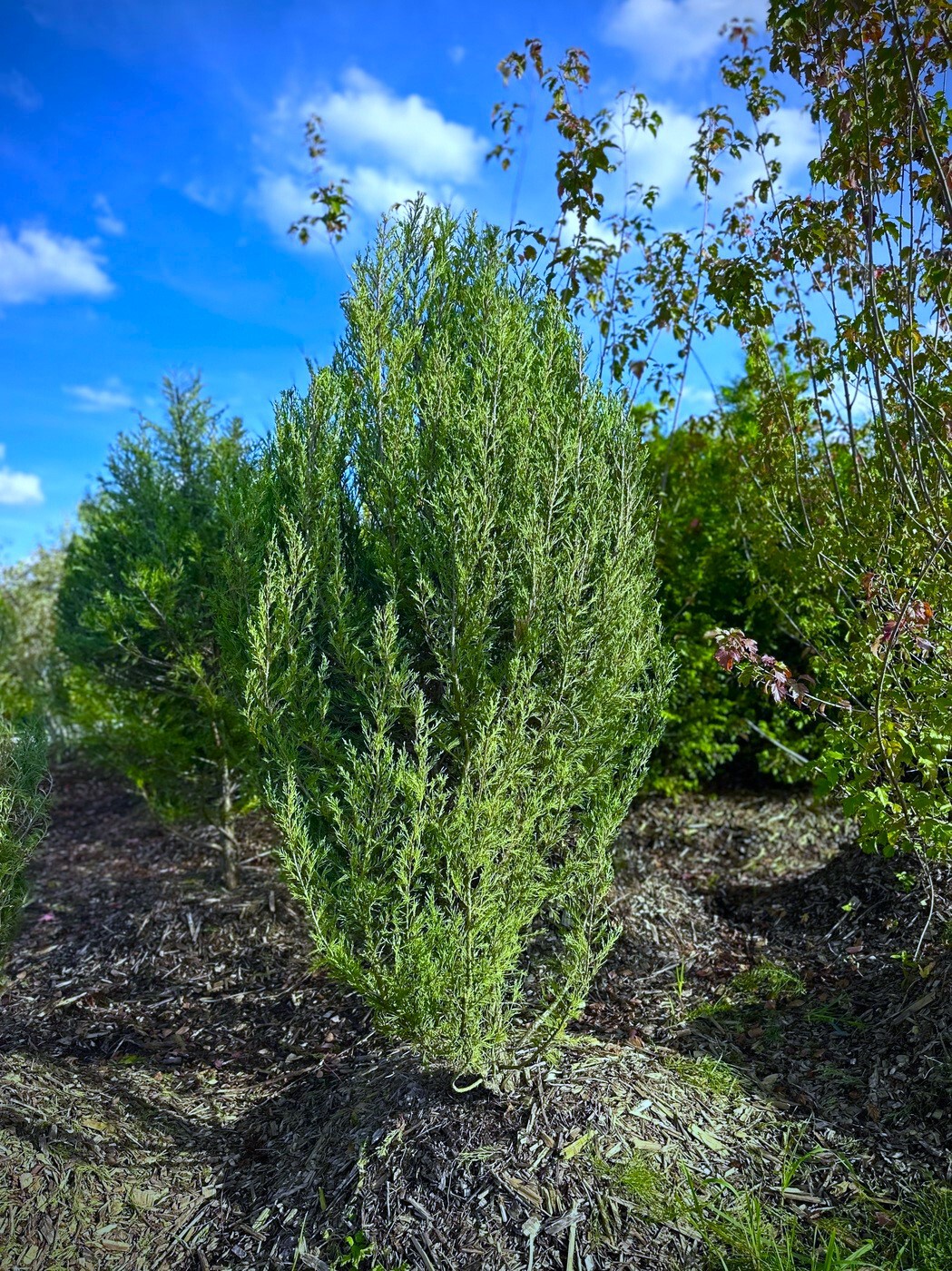 Можжевельник Мунглоу (Moonglow) скальный