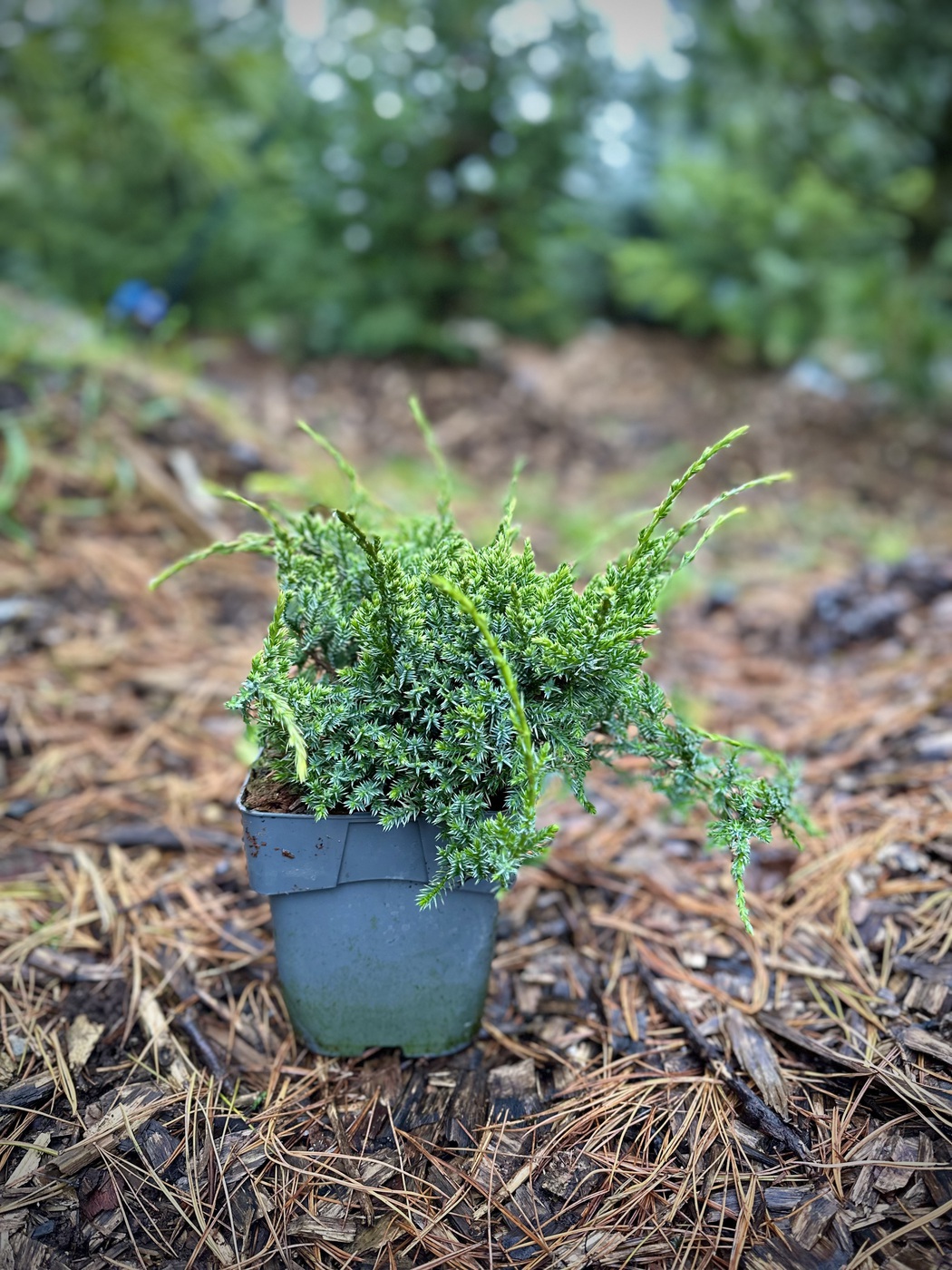 Можжевельник Холгер (Holger) чешуйчатый